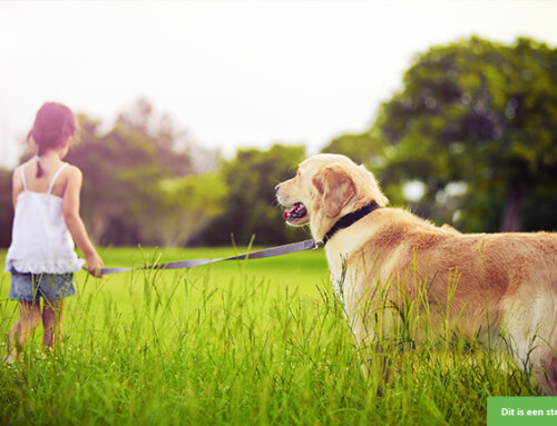 Mag ik voor jullie hond konijn, paard of ander dier zorgen?